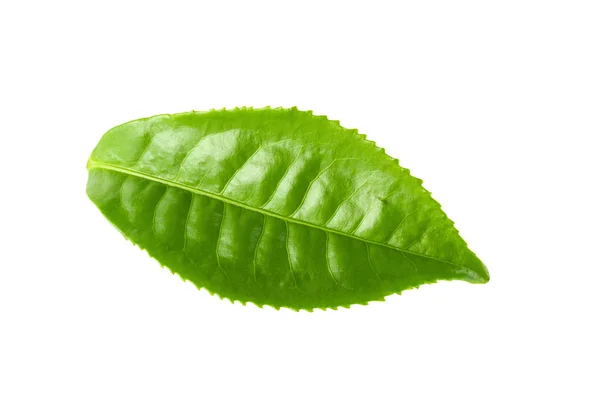 Grönt te blad isolerade över vit bakgrund — Stockfoto
