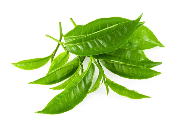 Hoja de té verde aislada sobre fondo blanco —  Fotos de Stock