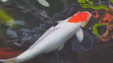 Koi, süslü sazan içinde su yüzeyi üzerinde yüzüyor