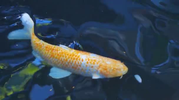 Koi Fancy Carp Están Nadando Sobre Superficie Del Agua — Vídeo de stock