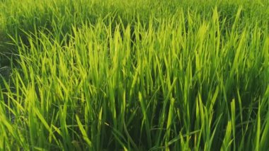 Rüzgar yeşil pirinç yaprak alanı