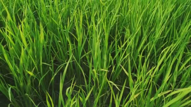 Der Wind Bläst Das Grüne Reisblatt Auf Das Feld — Stockvideo