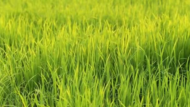Le vent souffle la feuille de riz vert dans le champ 