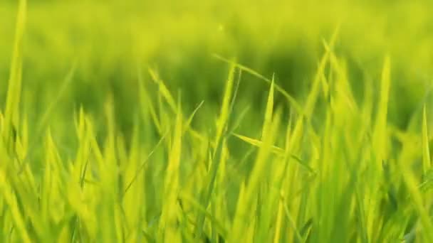 Le vent souffle la feuille de riz vert dans le champ 