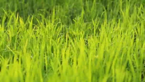 Viento Sopla Hoja Arroz Verde Campo — Vídeo de stock