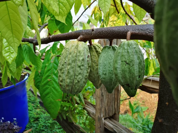 Gros Plan Des Gousses Cacao Vert Poussent Sur Arbre — Photo