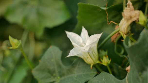 Tempo Lapso Flores Brancas Estão Florescendo Pela Manhã — Vídeo de Stock