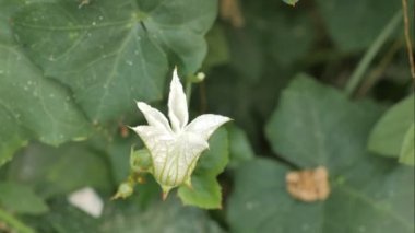 Sabah zaman atlamalı beyaz çiçek çiçeklenme.