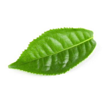 Beyaz arkaplanda yeşil çay yaprağı izole