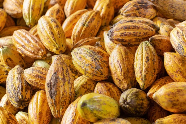 Cacao fruit, raw cacao beans and Cocoa pod background.