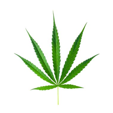 Marijuana leaf, green cannabis leaf isolated on white background. clipart