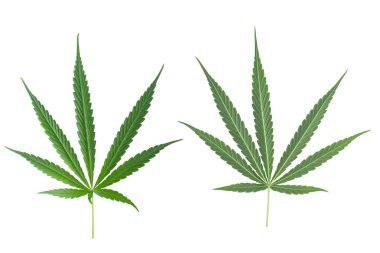 Beyaz arka plan üzerinde izole marihuana yaprağı, yeşil esrar yaprak.