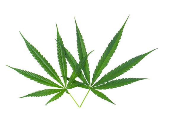 Marijuana leaf, green cannabis leaf isolated on white background.