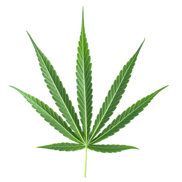 Foglia Marijuana Foglia Cannabis Verde Isolata Sfondo Bianco — Foto Stock