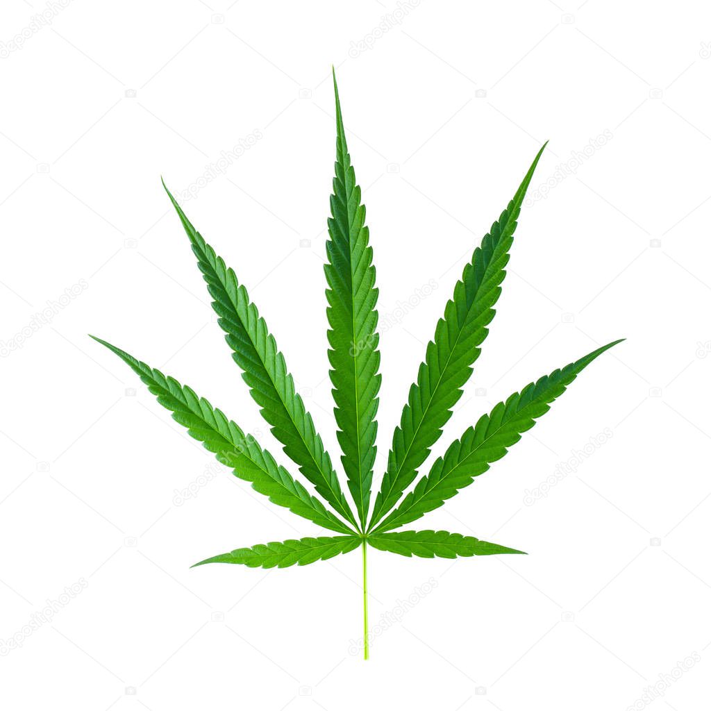 Marijuana leaf, green cannabis leaf isolated on white background.