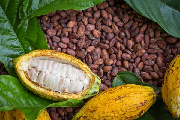 Ripe Cocoa Pod Beans Setup Rustic Wooden Background — Stock Photo, Image