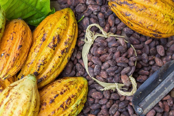 Ripe Cocoa Pod Beans Setup Rustic Wooden Background — Stock Photo, Image