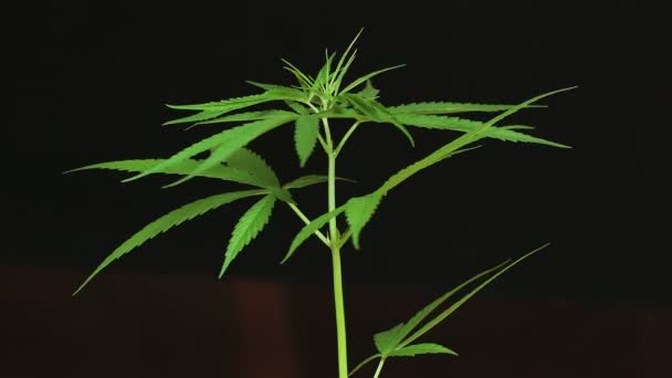 若者の大麻植物 360 — ストック動画