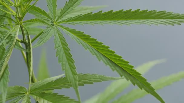 Junge Cannabispflanze Rotation 360 Grad — Stockvideo