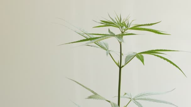 若者の大麻植物 360 — ストック動画