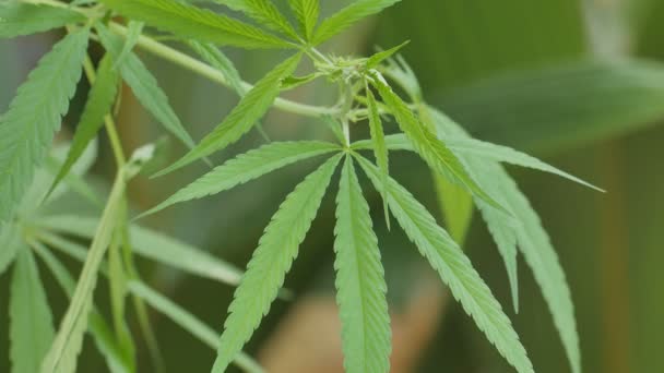 Junge Cannabispflanze Rotation 360 Grad — Stockvideo