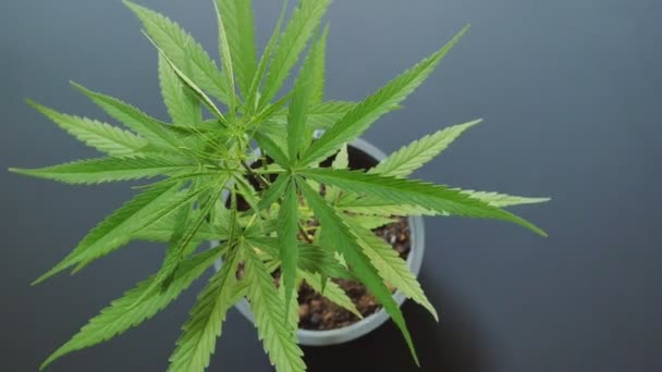 Young Cannabis Rostlin Rotace 360 Stupňů — Stock video