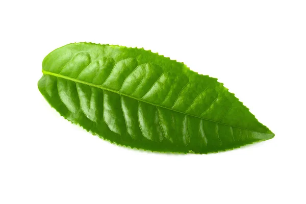 Green Tea Leaf Isolated White Background — Stock Photo, Image