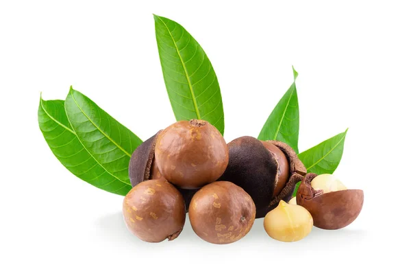 Nueces Macadamia Aisladas Sobre Fondo Blanco — Foto de Stock