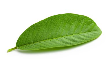 Beyaz arka planda izole yeşil guava yaprak.
