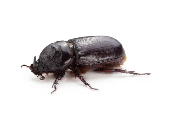 Siamese Rhinoceros Beetle Isolerade Över Vit Bakgrund — Stockfoto