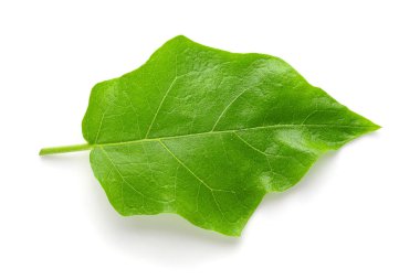 Bezelyeli patlıcan veya hindi üzümü beyaz arka planda izole edilmiş.