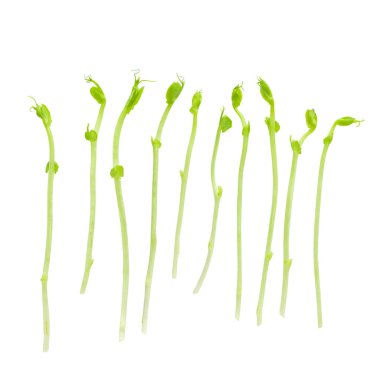 Taze Kar bezelye speyası beyaz bir arka plan üzerinde izole.