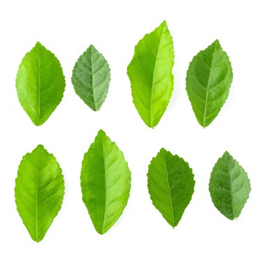 Yeşil Beyaz bir arka plan üzerinde izole yaprakları