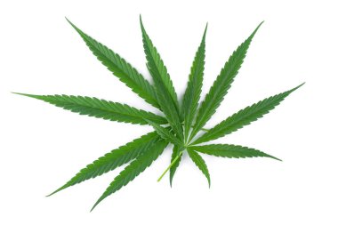 Marihuana yaprağı, yeşil kenevir yaprağı beyaz backgrou üzerinde izole