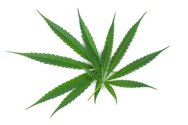 Hoja de marihuana, hoja de cannabis verde aislada sobre fondo blanco — Foto de Stock