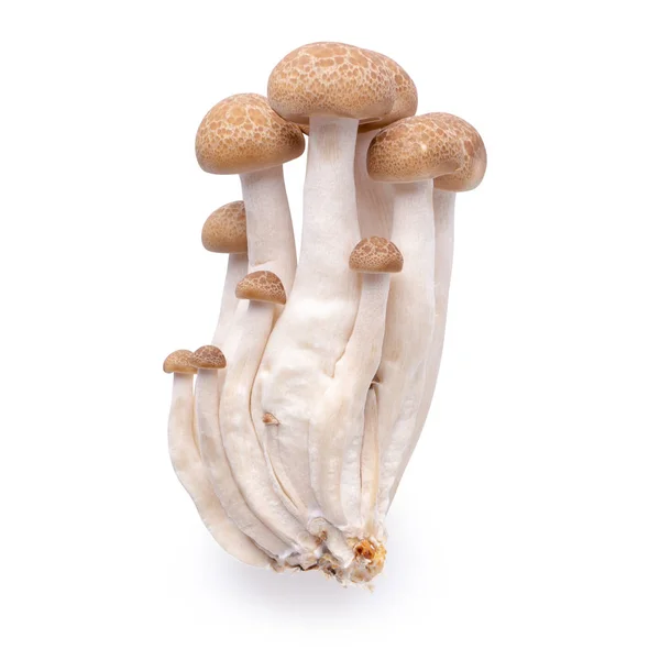 Champignons shimeji variétés brunes isolées sur fond blanc — Photo