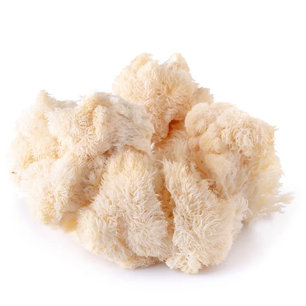 Yamabushitake mantarı ya da aslan yelesi mantarı beyaz üzerine izole edilmiş.