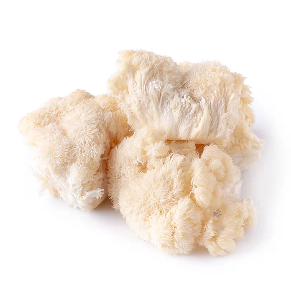 Yamabushitake mantarı ya da aslan yelesi mantarı beyaz üzerine izole edilmiş.