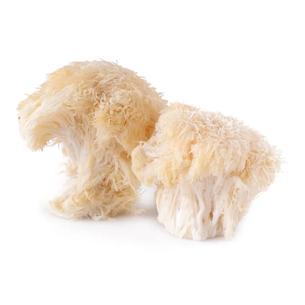 Yamabushitake mantarı ya da aslan yelesi mantarı beyaz üzerine izole edilmiş.