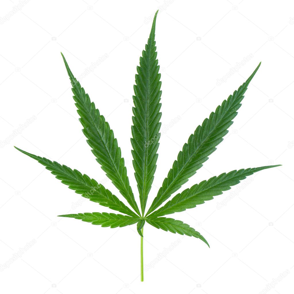 Marijuana leaf, green cannabis leaf isolated over white backgrou