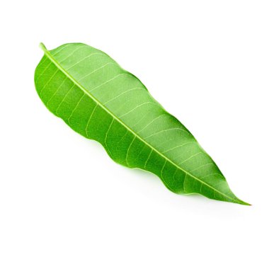 Beyaz arkaplanda yeşil mango yaprakları izole