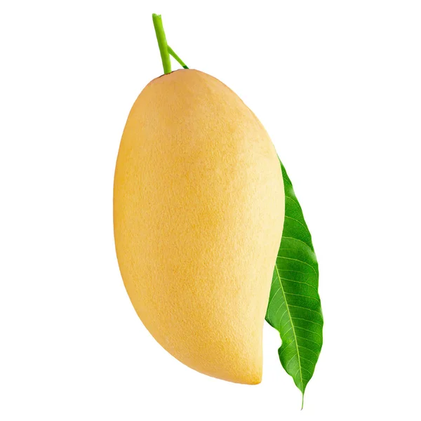Желтый плод манго на белом фоне — стоковое фото