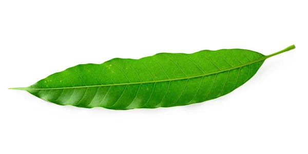 흰 바탕에 따로 떨어져 있는 녹색 망고 잎 — 스톡 사진