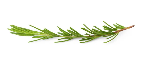 Rosemary fresco isolado em um fundo branco — Fotografia de Stock