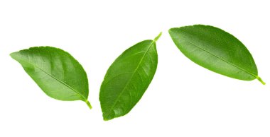 Kireç yaprakları beyaz bir arka plan üzerinde izole