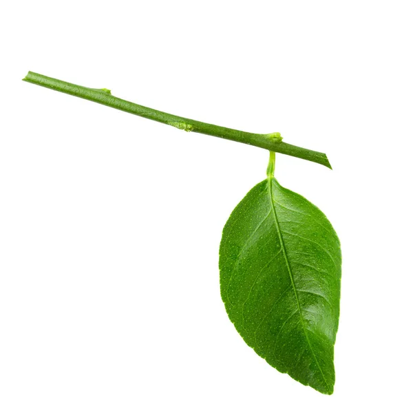 Feuilles de chaux isolées sur fond blanc — Photo