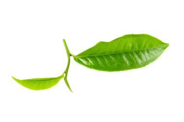 Beyaz arka plan üzerinde izole yeşil çay yaprağı