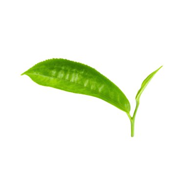 Beyaz arka plan üzerinde izole yeşil çay yaprağı