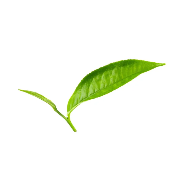 Folha de chá verde isolada sobre fundo branco — Fotografia de Stock
