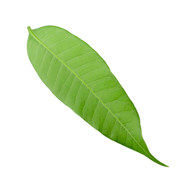 Mango leaf isolated on a white background